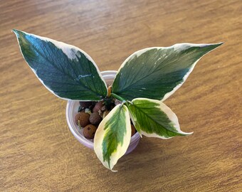 Hoya Polyneura - Outer Variegated