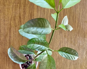 Hoya  Multiflora ‘WONDERPHIL’ ROOTED growing actively