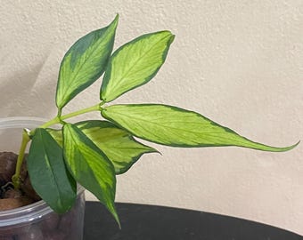 Hoya Polyneura Inner Variegated