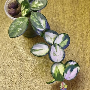 Hoya Mathilde Variegated