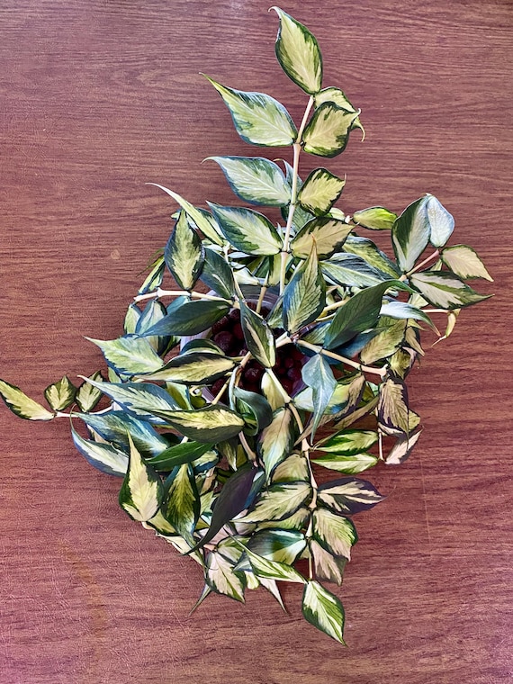 Hoya polyneura 斑入り？ Hoya Polyneura Inner Variegated UNROOTED Cutting 1-node 2