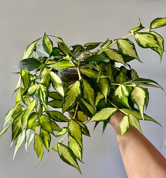 Hoya polyneura 斑入り？ Hoya Polyneura Inner Variegated UNROOTED Cutting 1-node 2