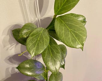 Hoya Obscura Silver