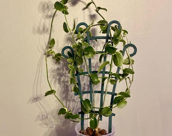 Hoya Cummingiana Variegated
