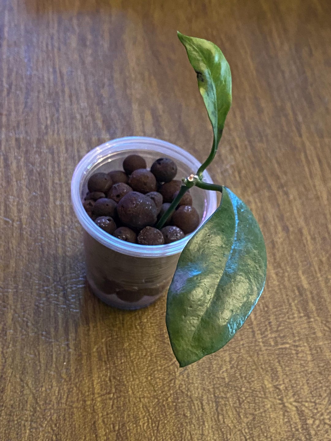 Hoya Griffithii Silver - Etsy
