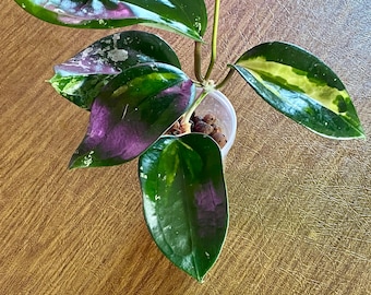 Hoya Latifolia Inner Variegated