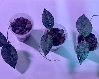 Hoya Caudata (silver) ROOTED cuttings