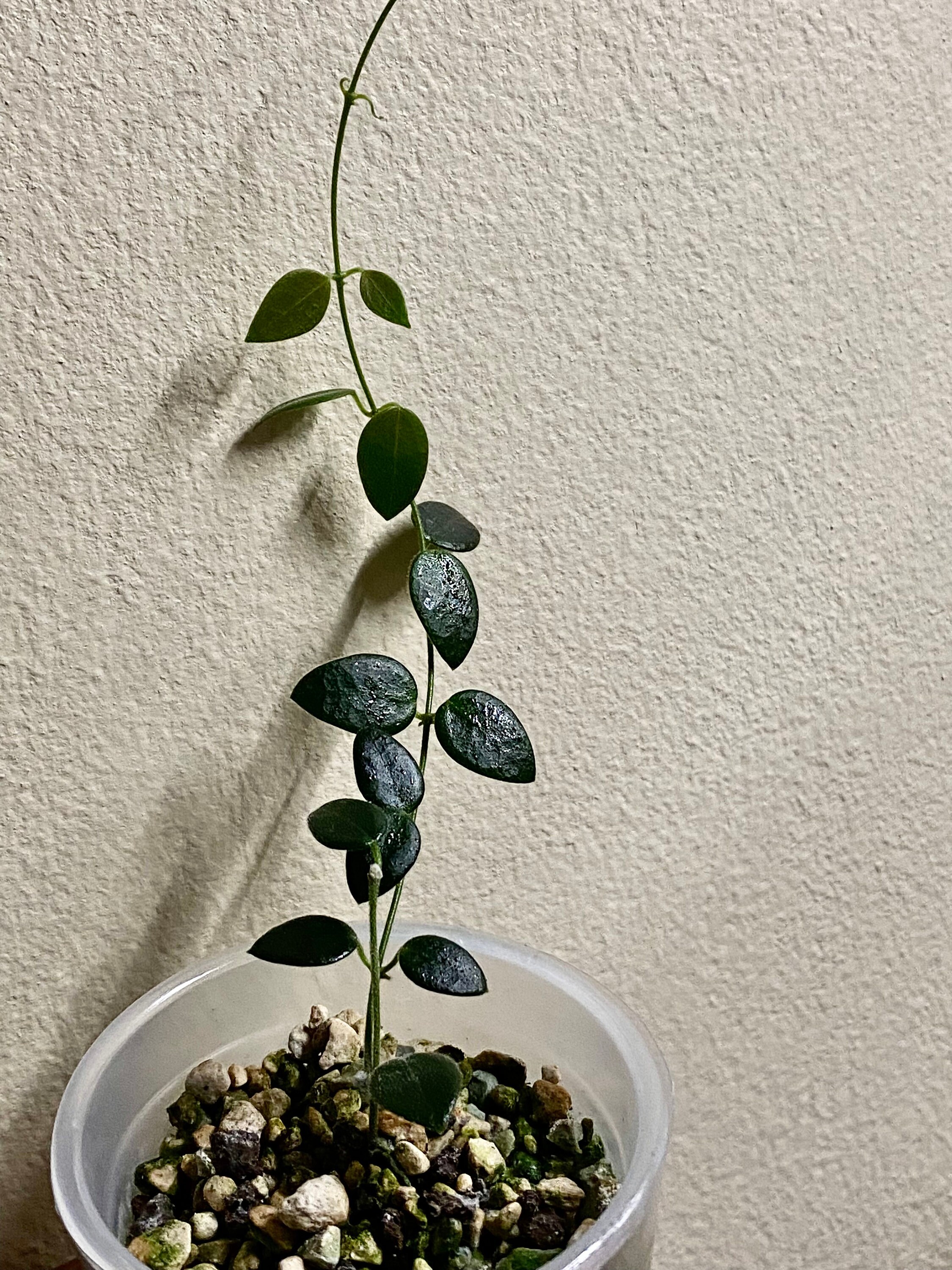 Hoya Pulleana/im 02 - Etsy