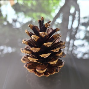 Pine Cones in Bulk | Pinecone craft supplies