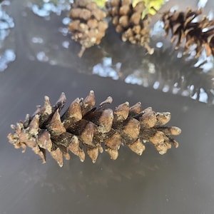 Peut inclure: Gros plan sur un cône de pin brun, avec une surface texturée et des écailles pointues. D'autres cônes de pin sont flous en arrière-plan. L'image évoque un thème naturel et rustique.