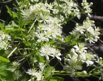 Western white clematis seeds x15