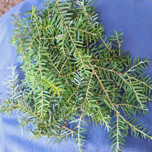 Western Hemlock branch tips, 2 ounces, harvested fresh per order, organically grown in forest land