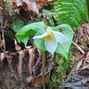Western White trillium trillium ovatum seeds x10 hand harvested from our clean forest Fresh 2025 seeds