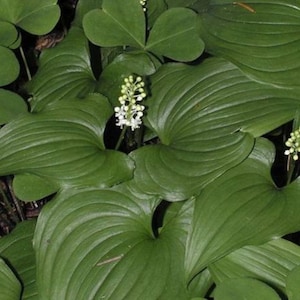May lily x5 or x10, maianthemum dilatatum, false lily of the valley,  rhizomes, shade groundcover perennial