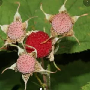 Thimbleberry live plant, Rubus parviflorus harvested per order from organic property