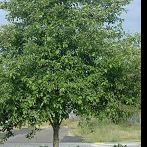 Red alder, alnus rurba,  Oregon alder 1 year sapling