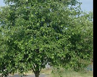 Red alder, alnus rurba,  Oregon alder 1 year sapling