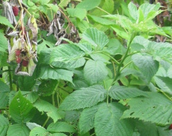 Red latham raspberry organically grown from organic hobby farm