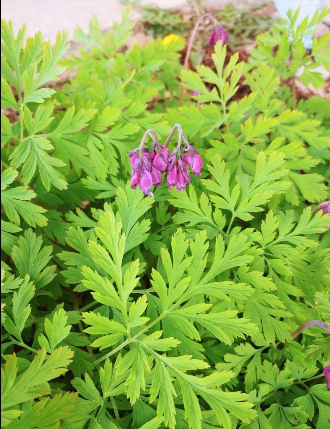 Dicentra Formosa Fresh Seeds 15 Seeds per Order 2023 Harvest From Our