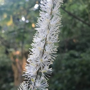 Actaea elata 2024 seeds fresh from PNW hobby farm and forest property