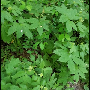 Pacific Waterleaf 2 rhizomes bareroot organically grown