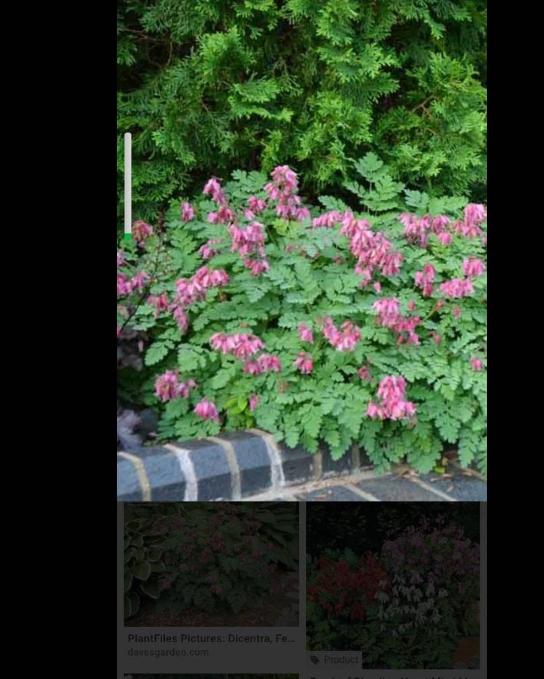 Dicentra Formosa Fresh Seeds 15 Seeds per Order 2024 Harvest From Our