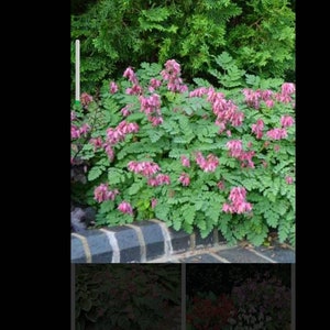 May include: A vibrant display of pink bleeding heart flowers in full bloom, set against a backdrop of lush green foliage and a hedge. The image showcases the delicate beauty of the flowers and the contrast with the greenery.