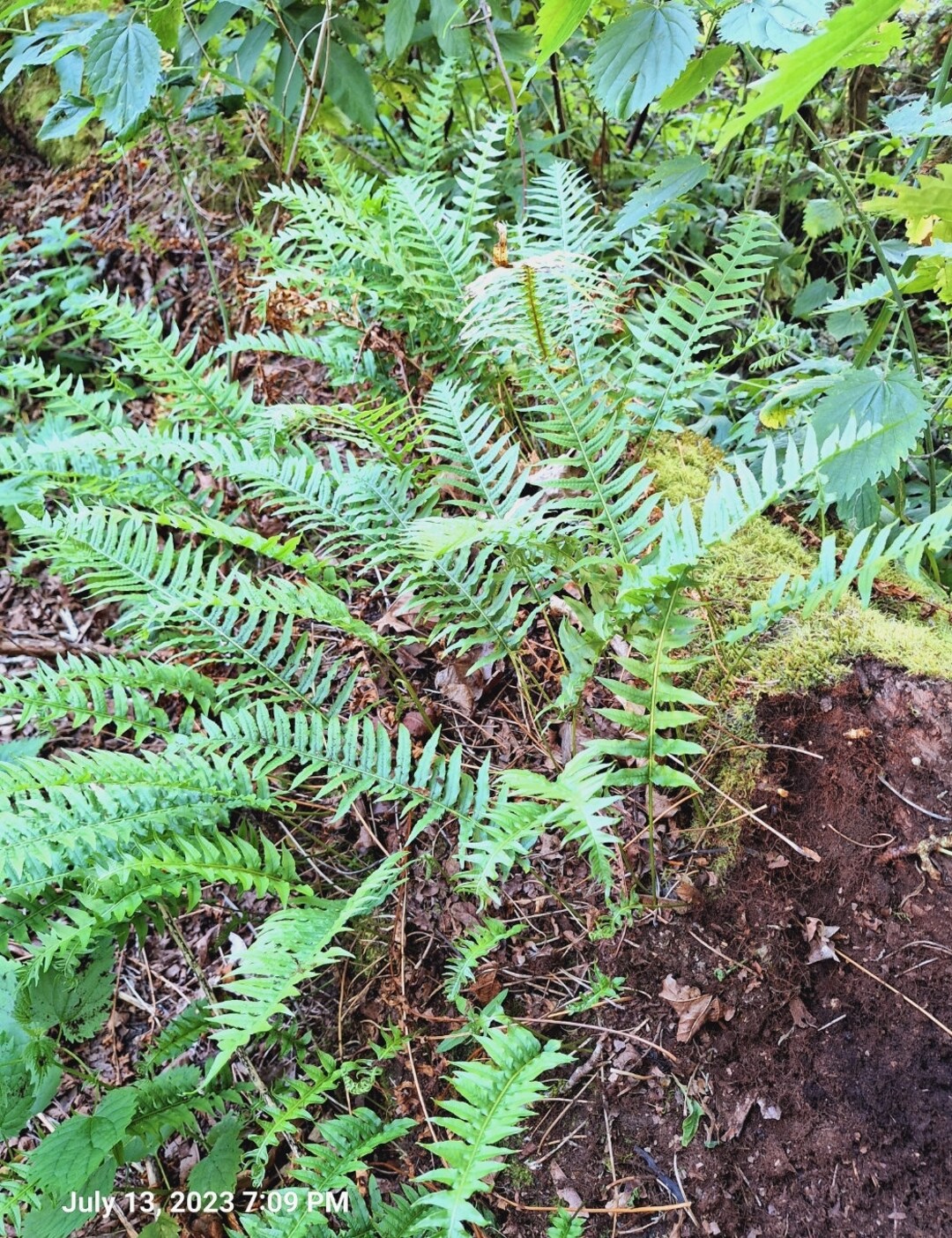 Licorice Fern 3 Rhizomes From PNW Forest on Private Organic Hobby Farm