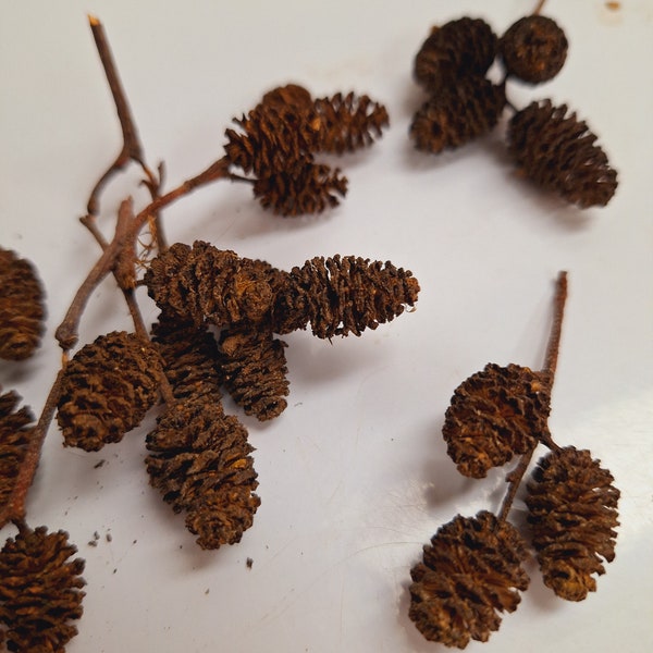 Red alder cones, alnus rubra, Oregon alder 60 cones, organically grown