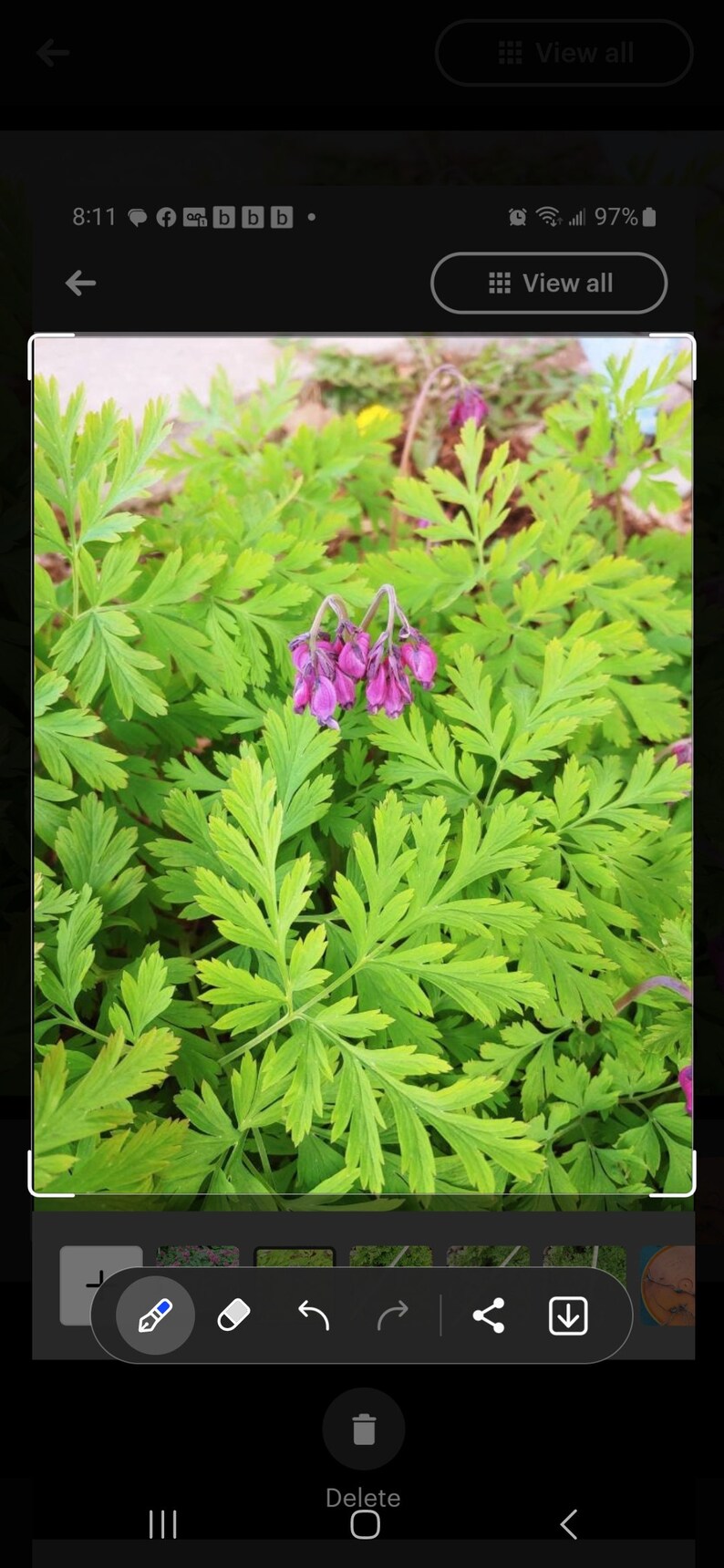 Dicentra Formosa Fresh Seeds 15 Seeds per Order 2023 Harvest From Our