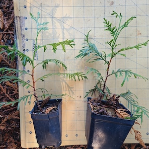Western red cedar saplings naturally grown from organic hobby farm