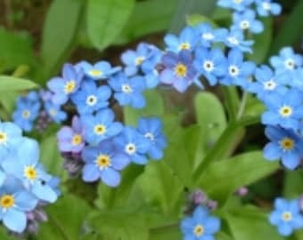 Forget me not live plant, mytosis scorpioides, true forget me not, scorpion grass,  organically grown BAREROOT