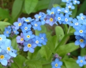Forget me not live plant, mytosis scorpioides, true forget me not, scorpion grass,  organically grown