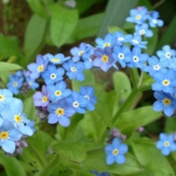 Forget me not live plant, mytosis scorpioides, true forget me not, scorpion grass,  organically grown