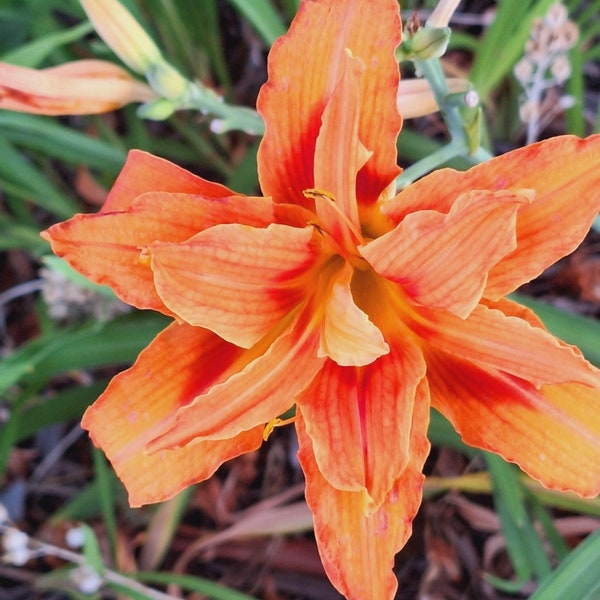 Kwanso daylily  organic  freshly harvested from organic hobby farm hardy perennial double, triple blooms hardy perennial