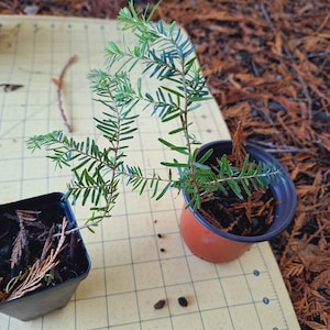 May include: A small green plant with delicate needles growing in a brown plastic pot. The plant is on a yellow grid surface with brown debris in the background.