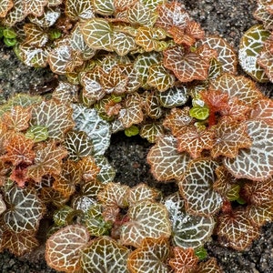 MICRO SAXIFRAGA STOLONIFERA - M. Strawberry Begonia (evergreen)
