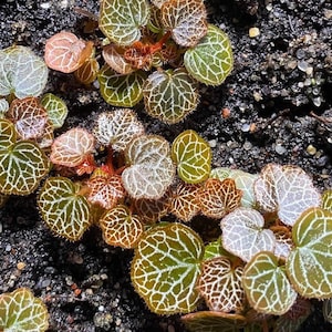 MICRO SAXIFRAGA STOLONIFERA Strawberry Begonia (evergreen)