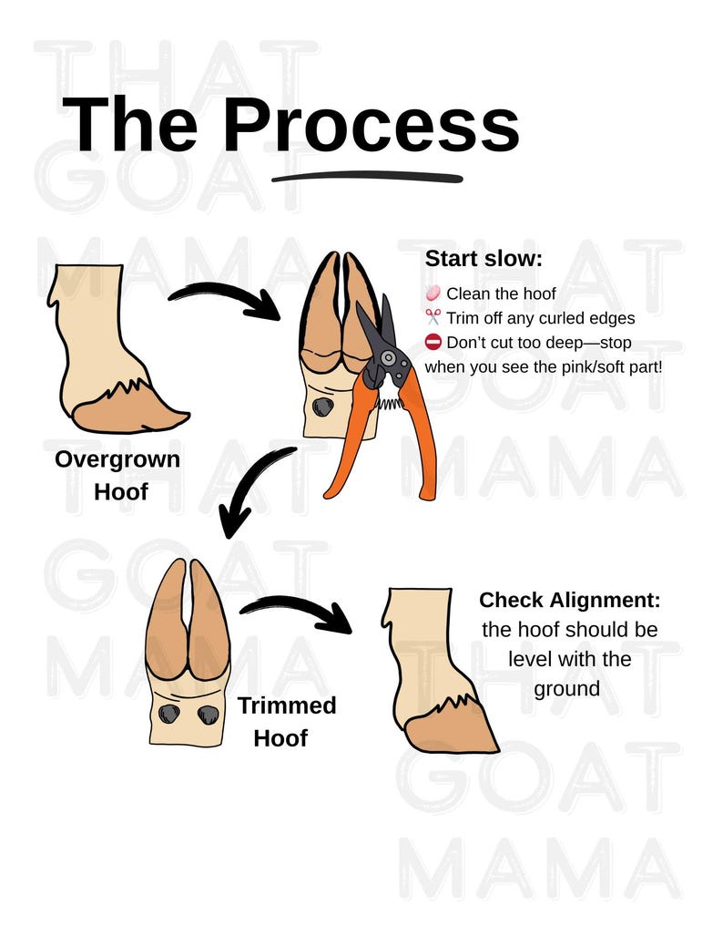 Goat Hoof Trimming Record Sheet: Printable Herd Health Tracker (PDF ...