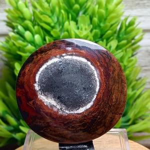 Unique-petrified wood  &gt;&gt; Size : 42×40×6.0mm&gt;&gt;trger skin - gift engagement