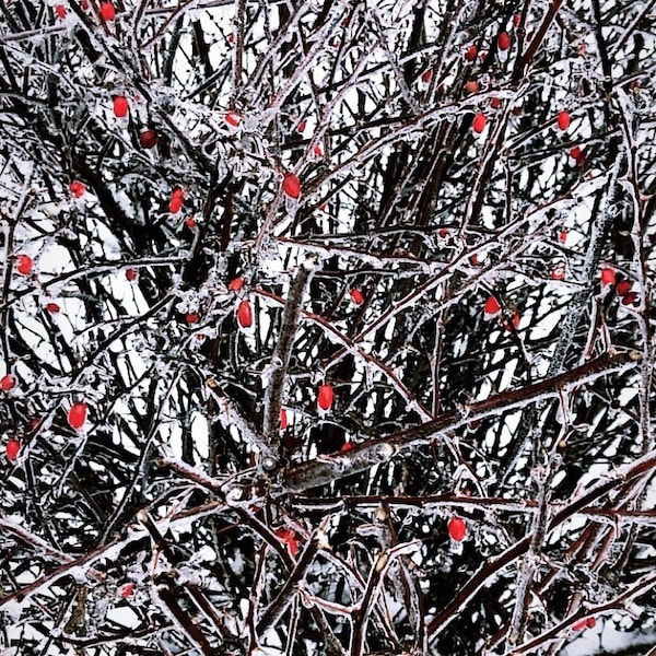 Frozen Branches with Red Berries Digital Print