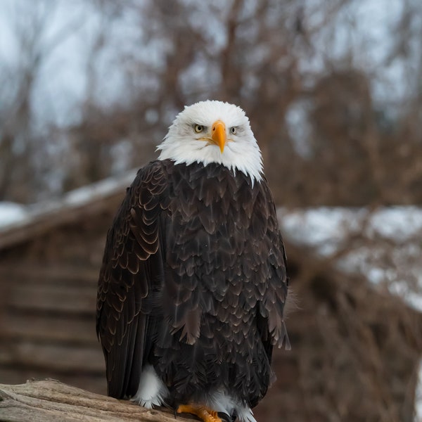 Eagle: Bald Eagle Portrait - Digital Download