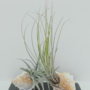 Può includere: Due piante aeree in conchiglie su una base di ardesia nera. Le piante aeree sono verdi e hanno foglie lunghe e sottili. Le conchiglie sono bianche e marroni con una superficie testurizzata.