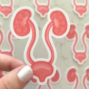 Kidney Sticker, Medical stickers, for kids, for STEM, for Medicine, for Med Students, Anatomy stickers,Health stickers, Renal system sticker