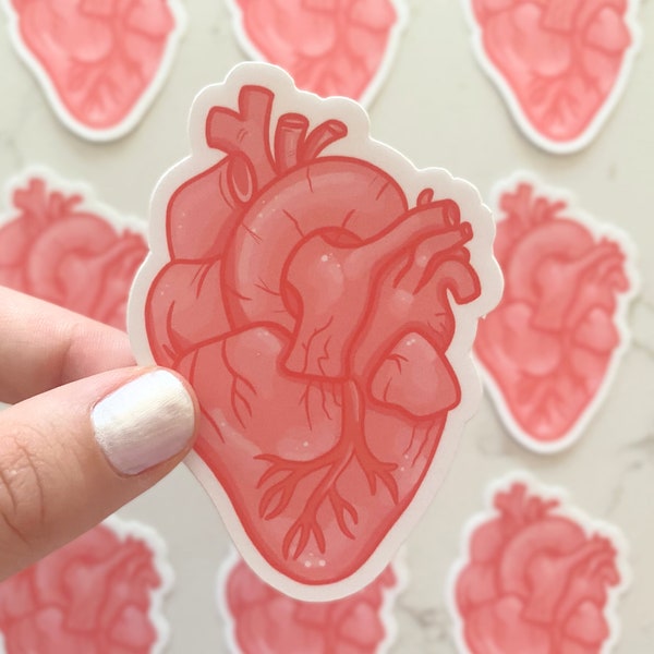 Anatomical Heart Sticker, Medical stickers, for STEM, for Medicine, for Med Students, Anatomy stickers,Health stickers, Cardiac stickers