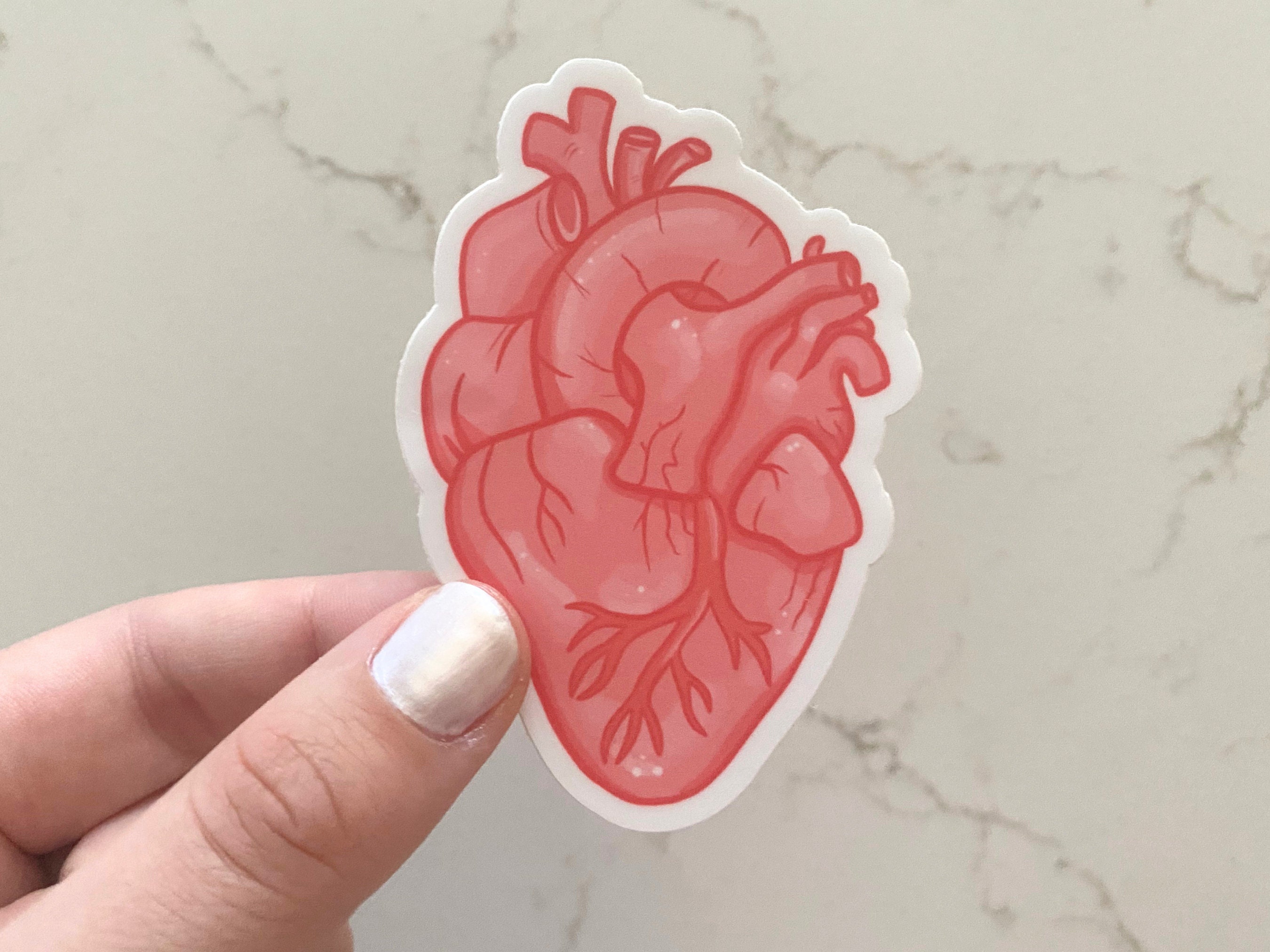 Anatomical Heart Sticker, Medical Stickers, for STEM, for Medicine, for