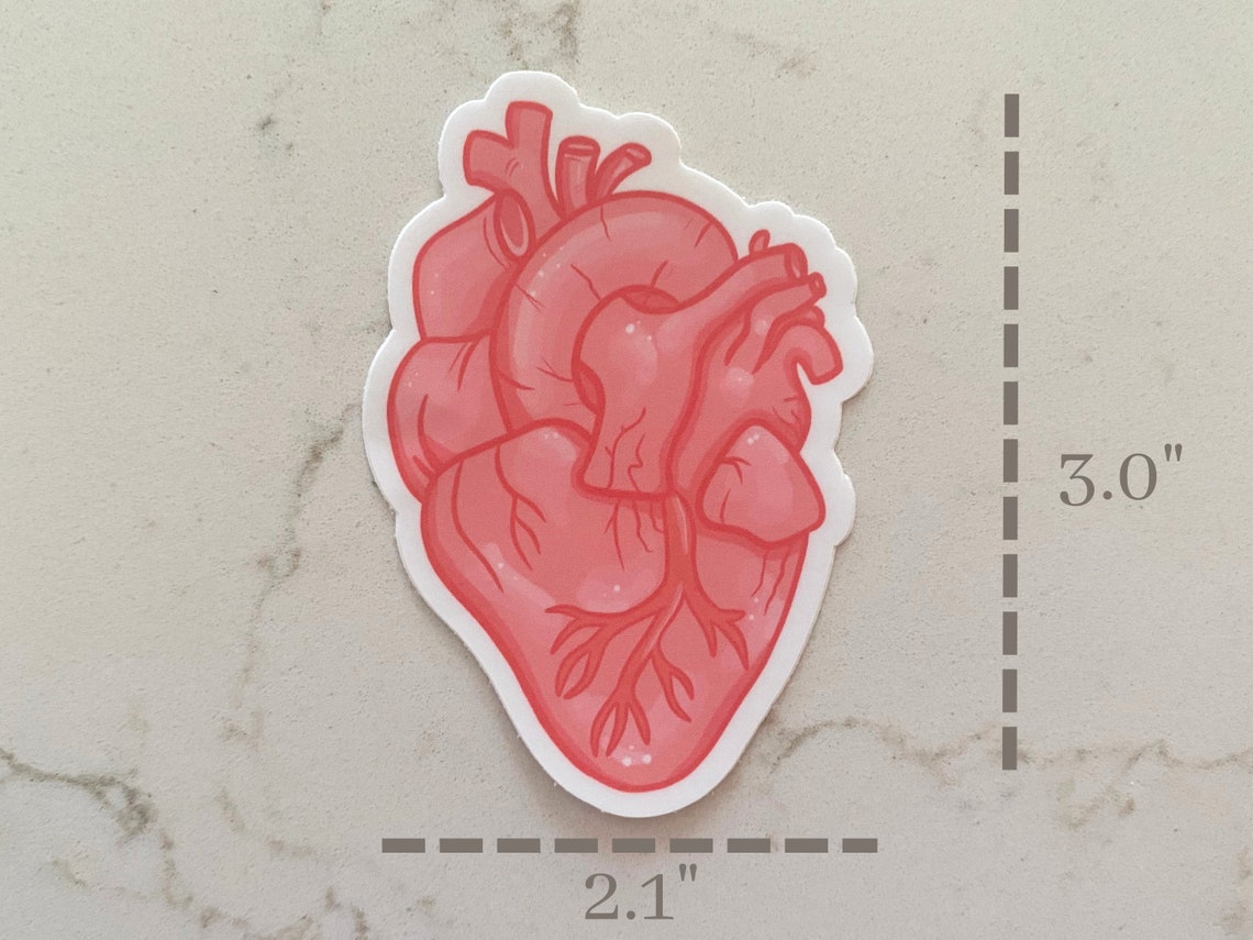Anatomical Heart Sticker Medical Stickers for STEM for Etsy