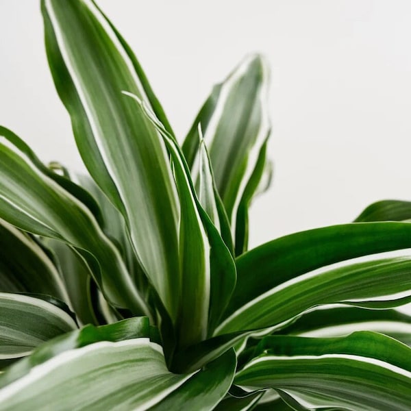 Dracaena Warneckii - White Jewel - Dragon Tree - Tropical Houseplant - Buy Any 3 Get 1 Free - Check Personalize For Details