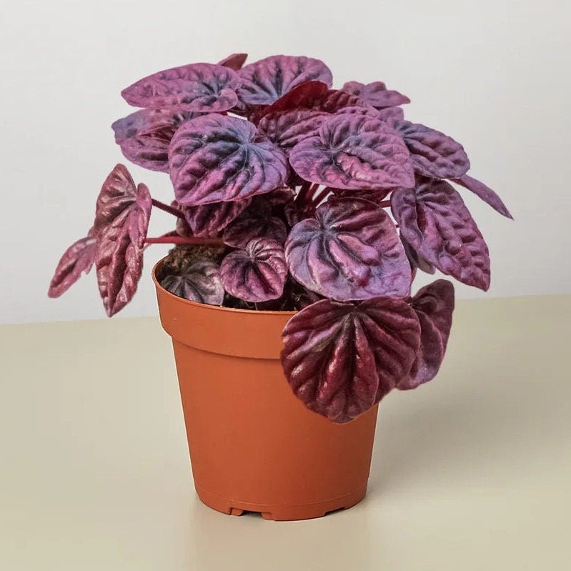 Peperomia Ripple Red Radiator Plant Tropical Houseplant Buy Any 3 Get 1 ...