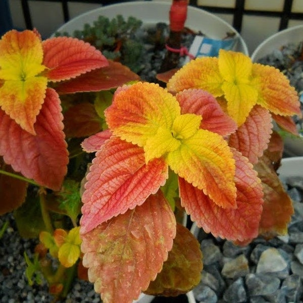 15 Bronze Sunset Coleus Seeds - Indoor Tropical Houseplant - Outdoor Annual Flower